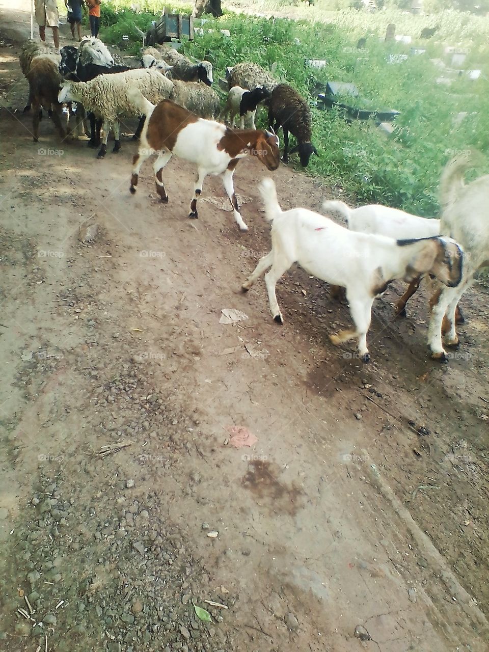 There are many goats that are herded in this park