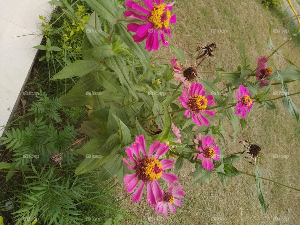 red flower seasonal fresh shurb small size looks very beautiful generally found everywhere