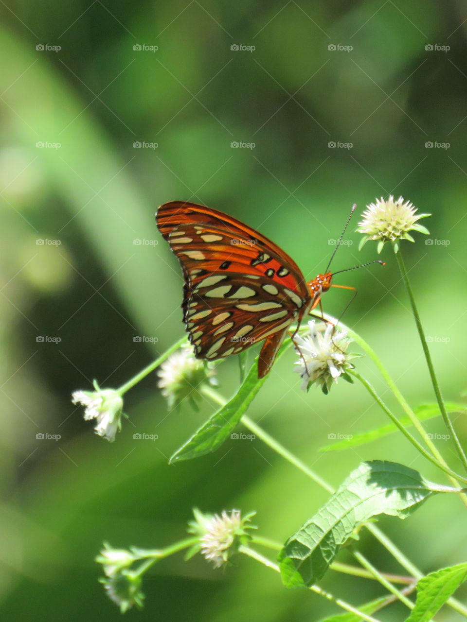 Gulf Fritillary