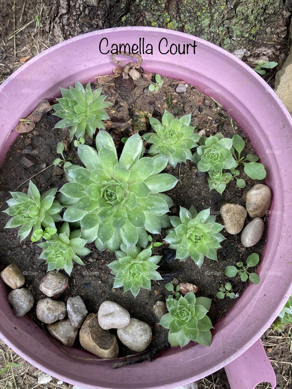 Succulents in a planter