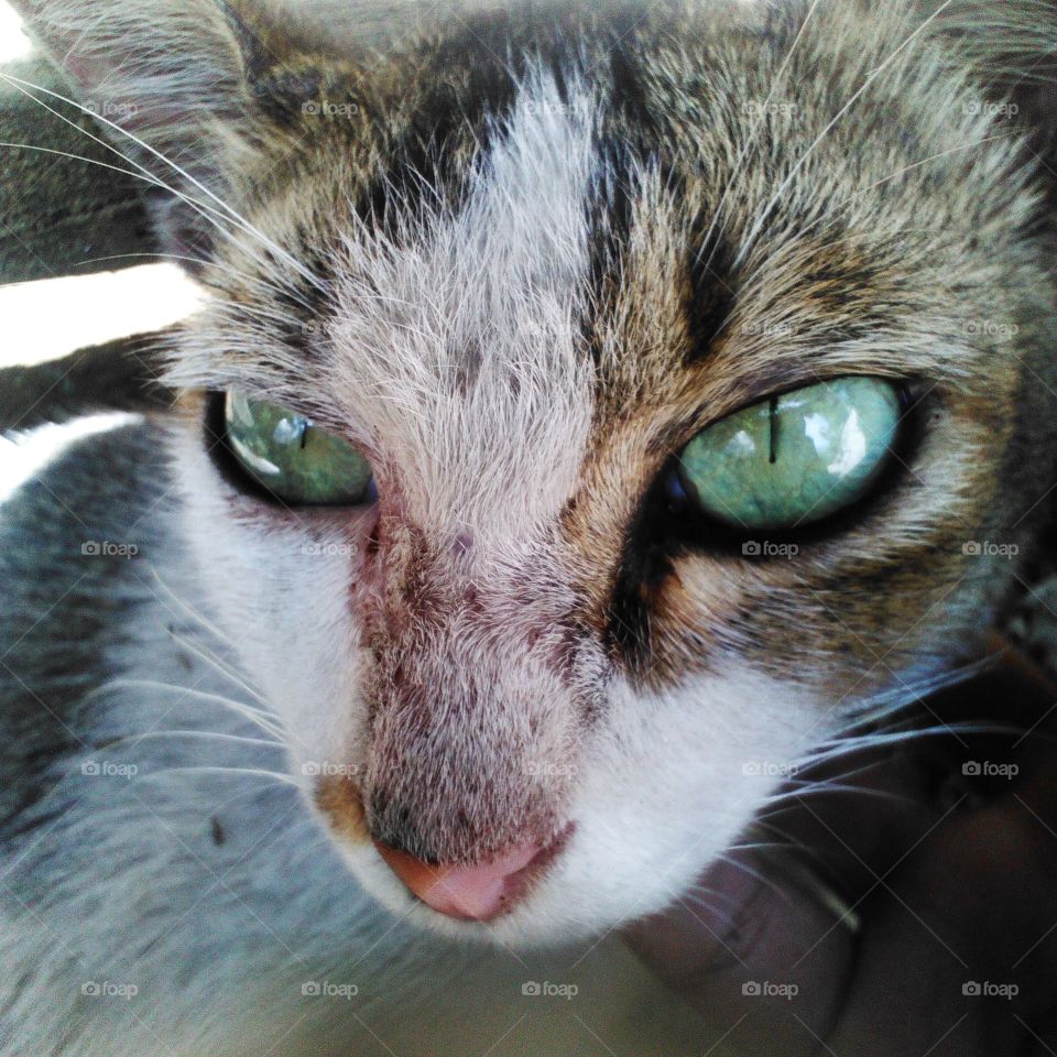 Cat Closeup Shoot