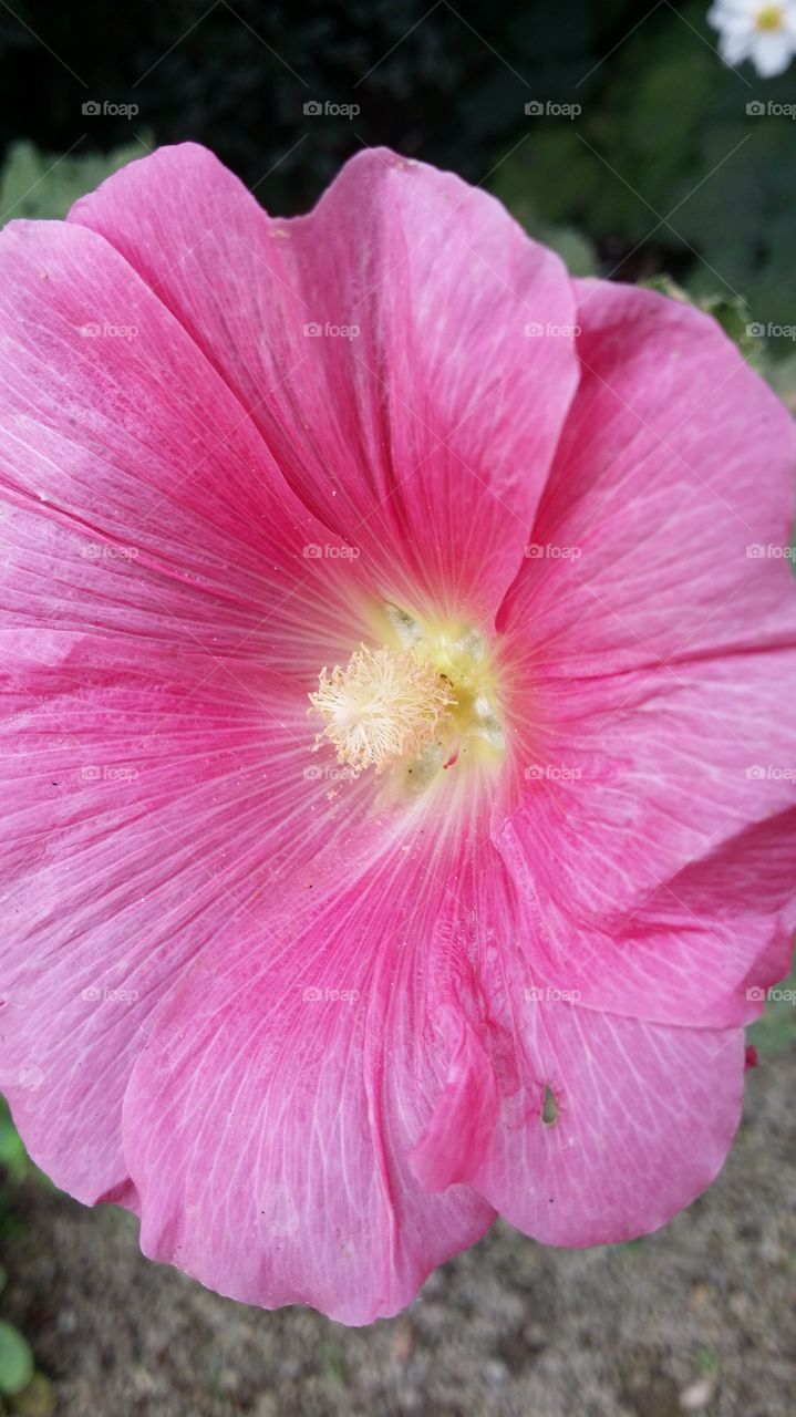 hibiscus