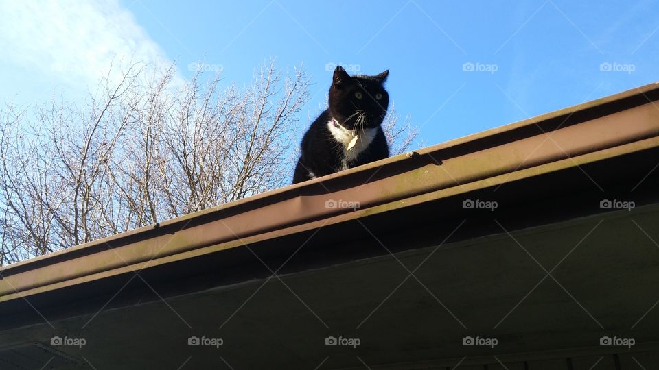 cat on a hot tin roof