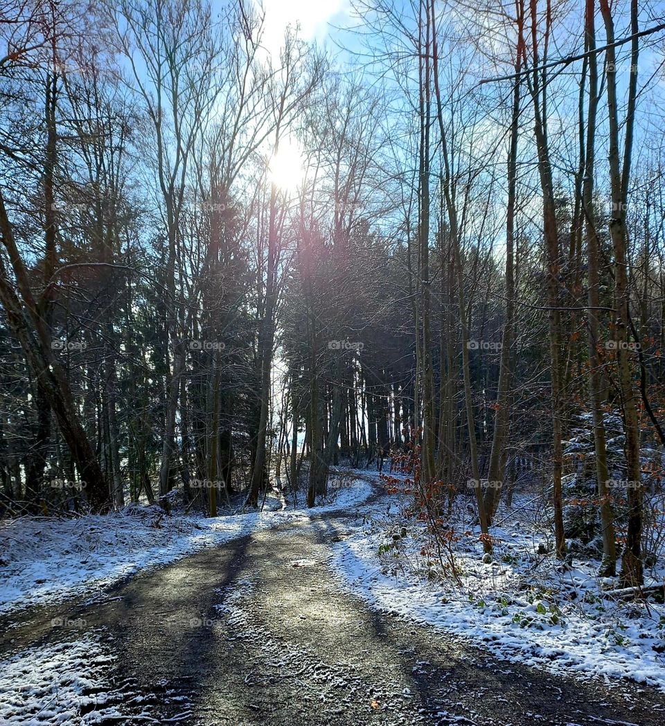 Setting Sun in Snowy Woods