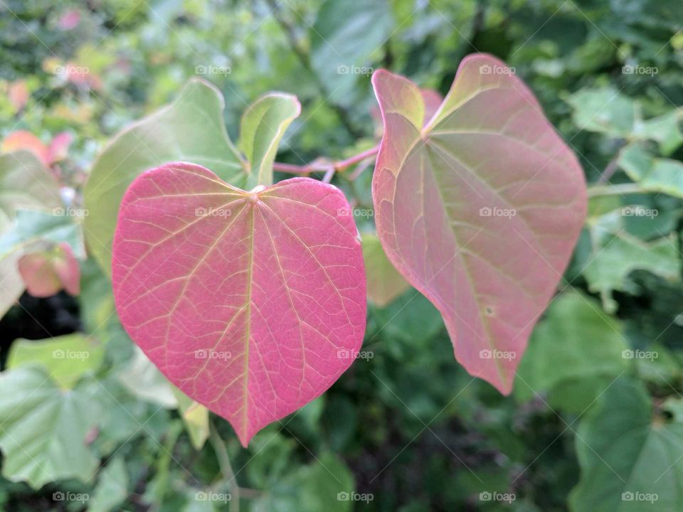 Red leaves