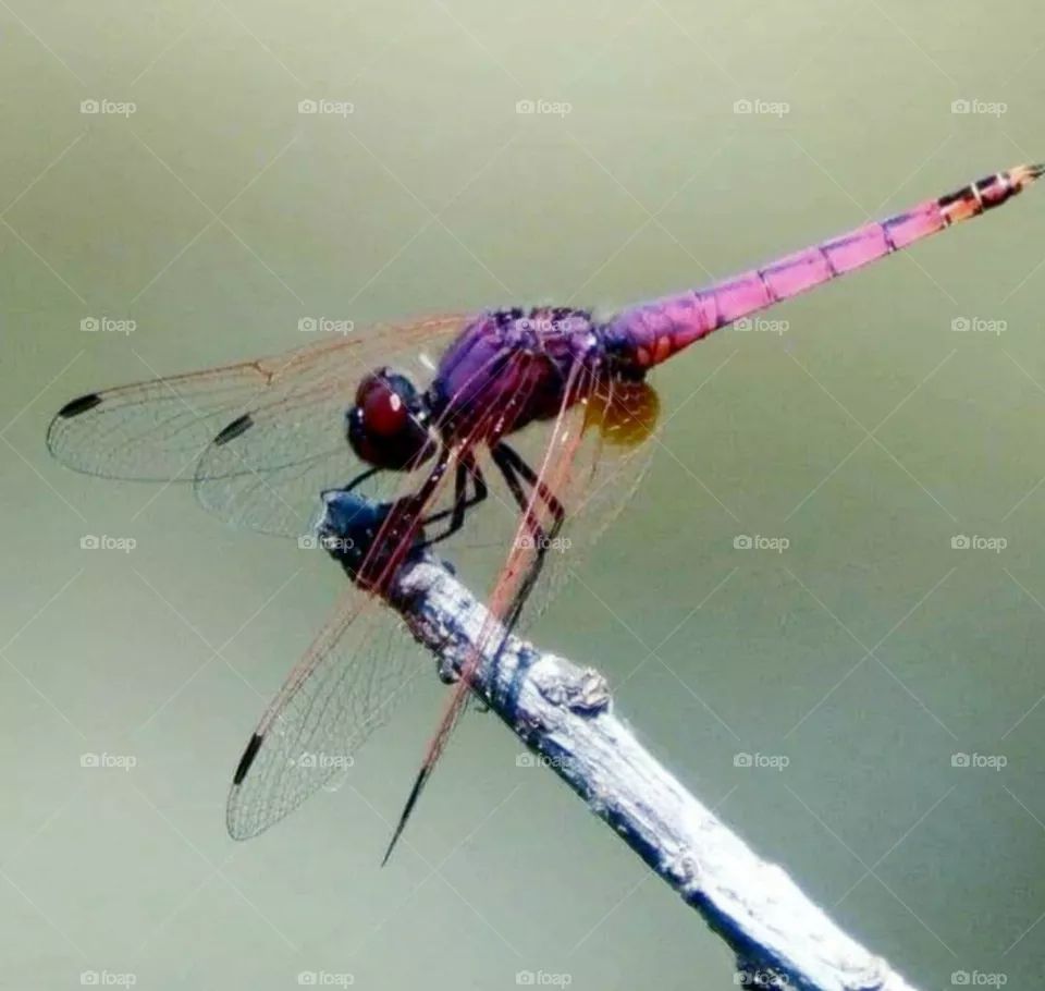 micro dragonfly