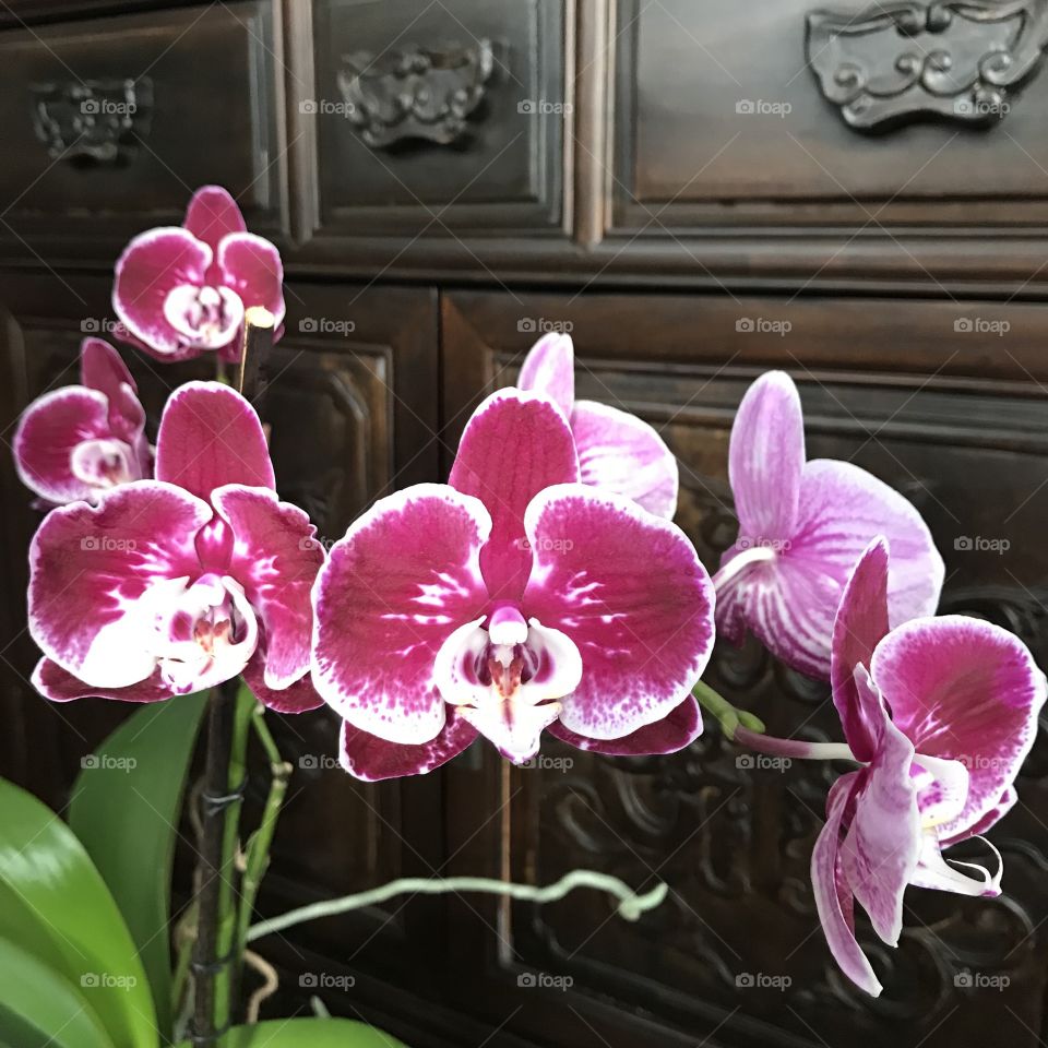 My blooming orchids 