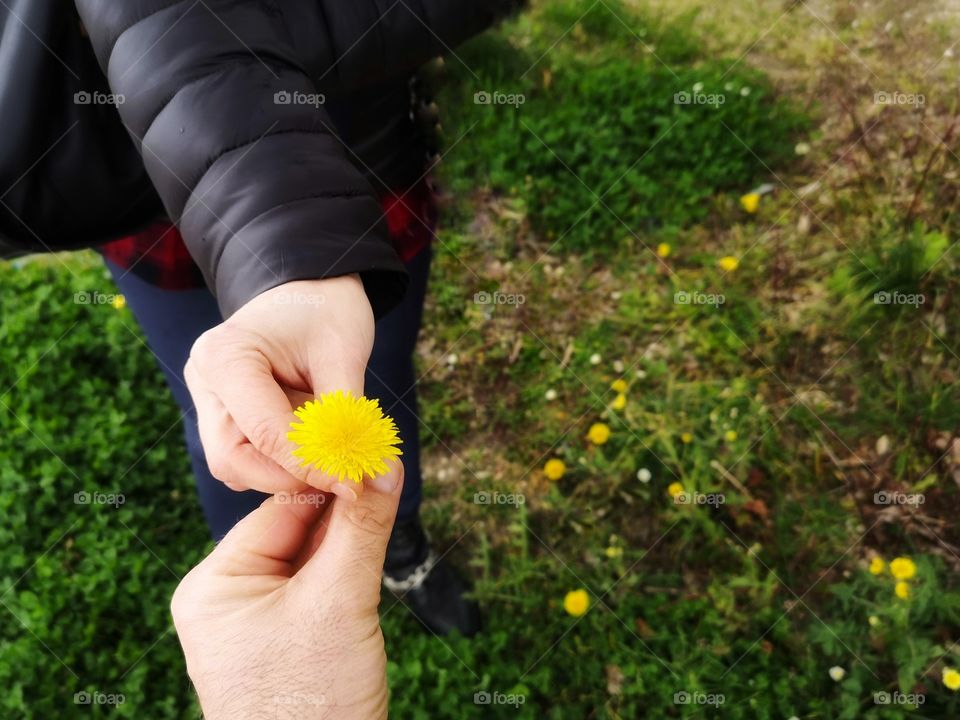 male hand holds out a spring flower to female hand