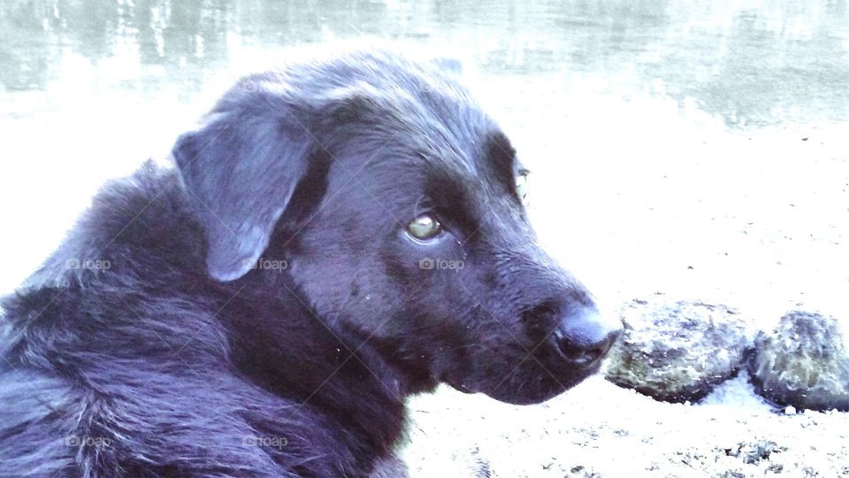 My beautiful black Labrador retriever sitting next to me on a creek bank. After swimming and enjoying his surroundings.