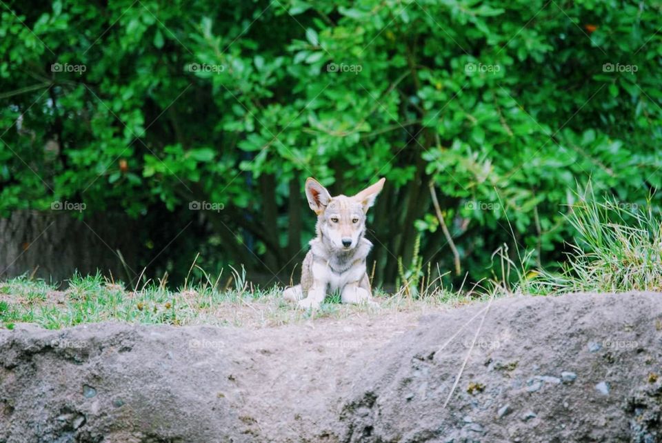 8 month old Red Wolf Pups.