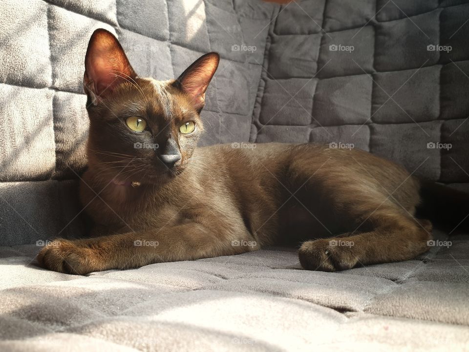 Dark brown healthy burmese cat lying on a sofa in the morning staring at something.
