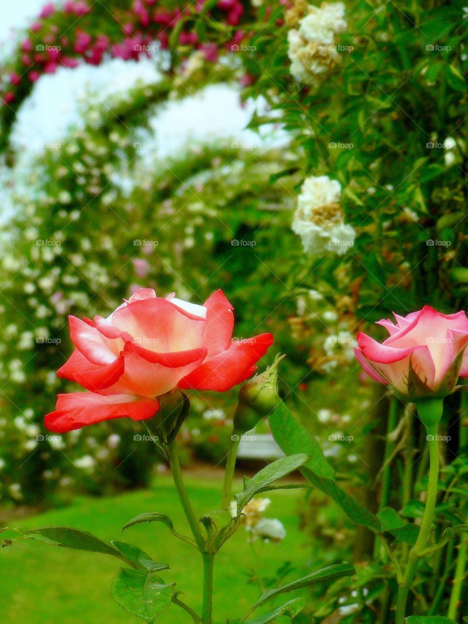 Rose spectacular. Beautiful roses in bloom with flowered archways behind