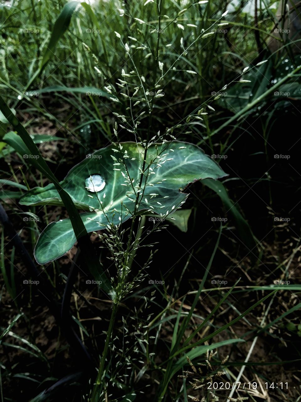 rain drop like pearl 🌧️🌧️