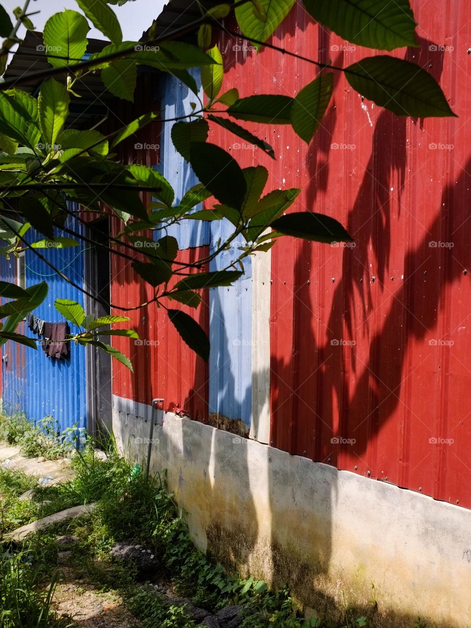 Abstract shadiws created by the trees against a blue and red wall