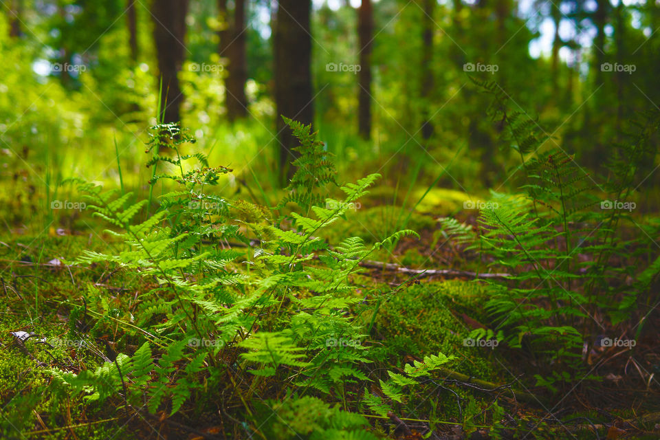 Bosque encantado