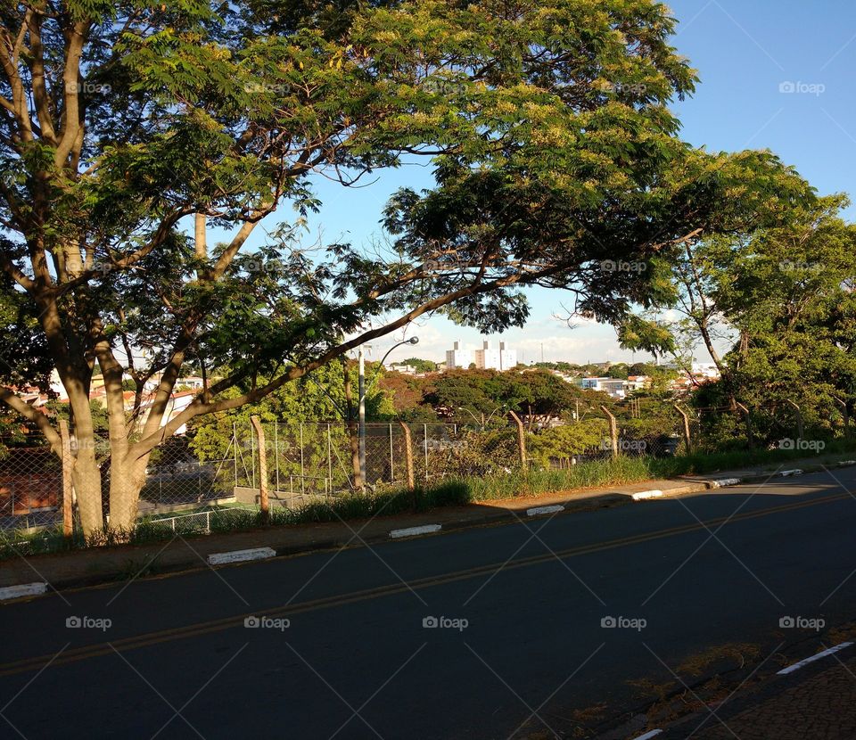 The shadow of the trees