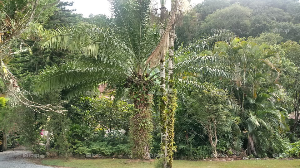 ÁRVORE TRONCO FOLHAS PALMEIRA