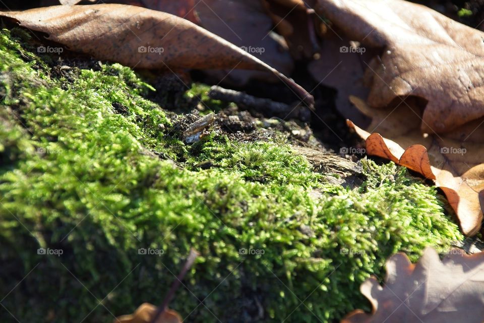 green moss on tree trunk