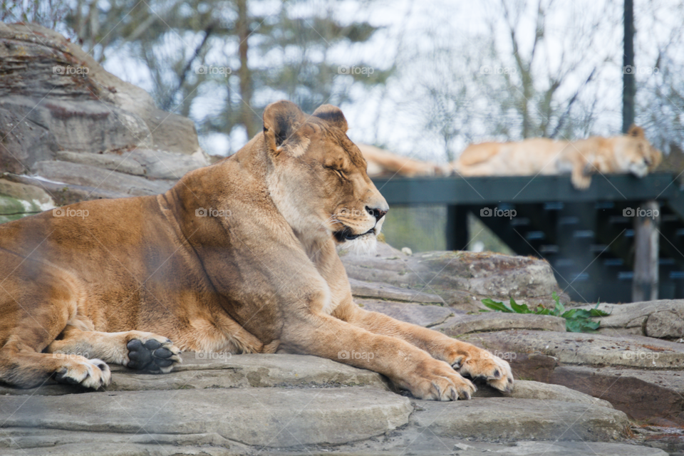Tired lion