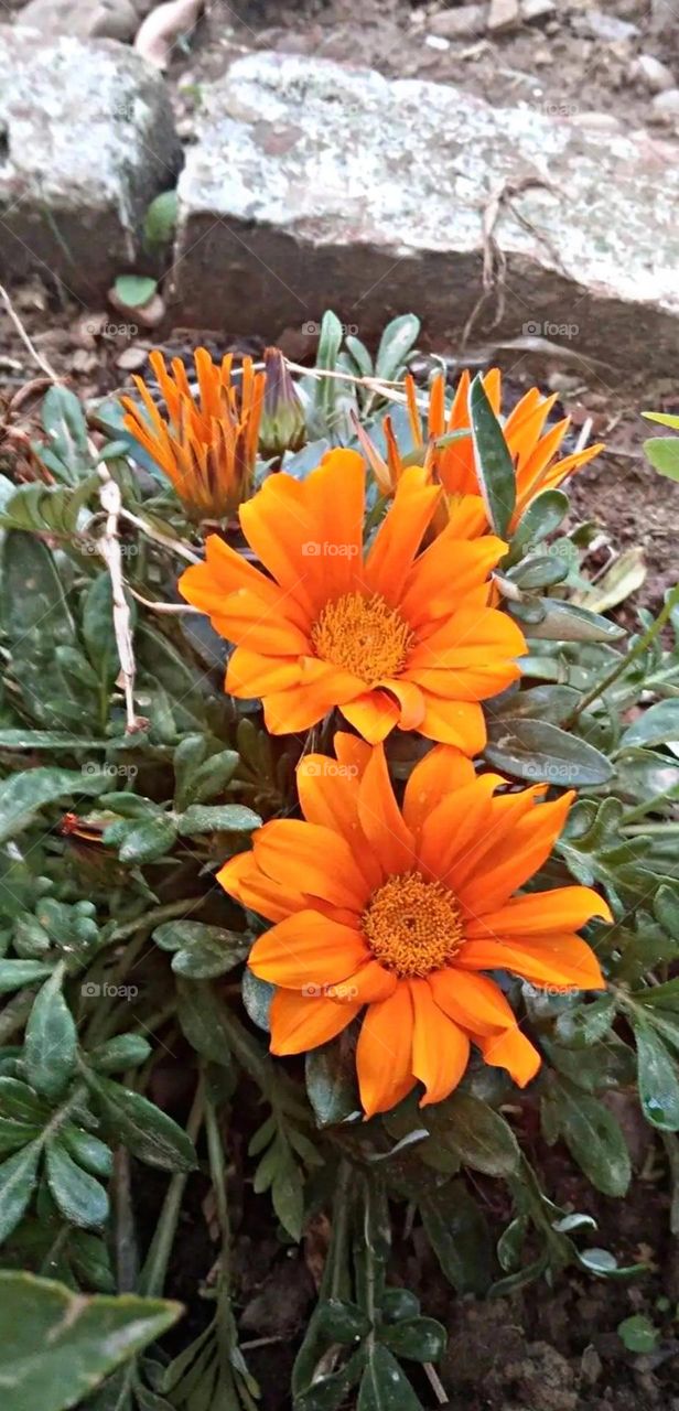 most beautiful and attractive flowers in the garden.