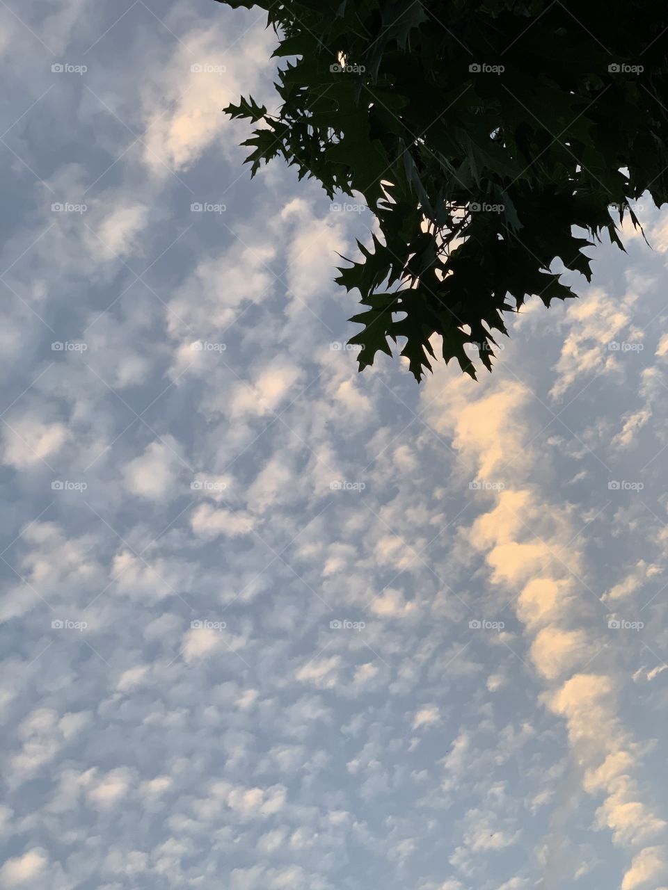 Leaves hanging with clouds, blue sky background. Dusk is approaching, lovely, fluffy.