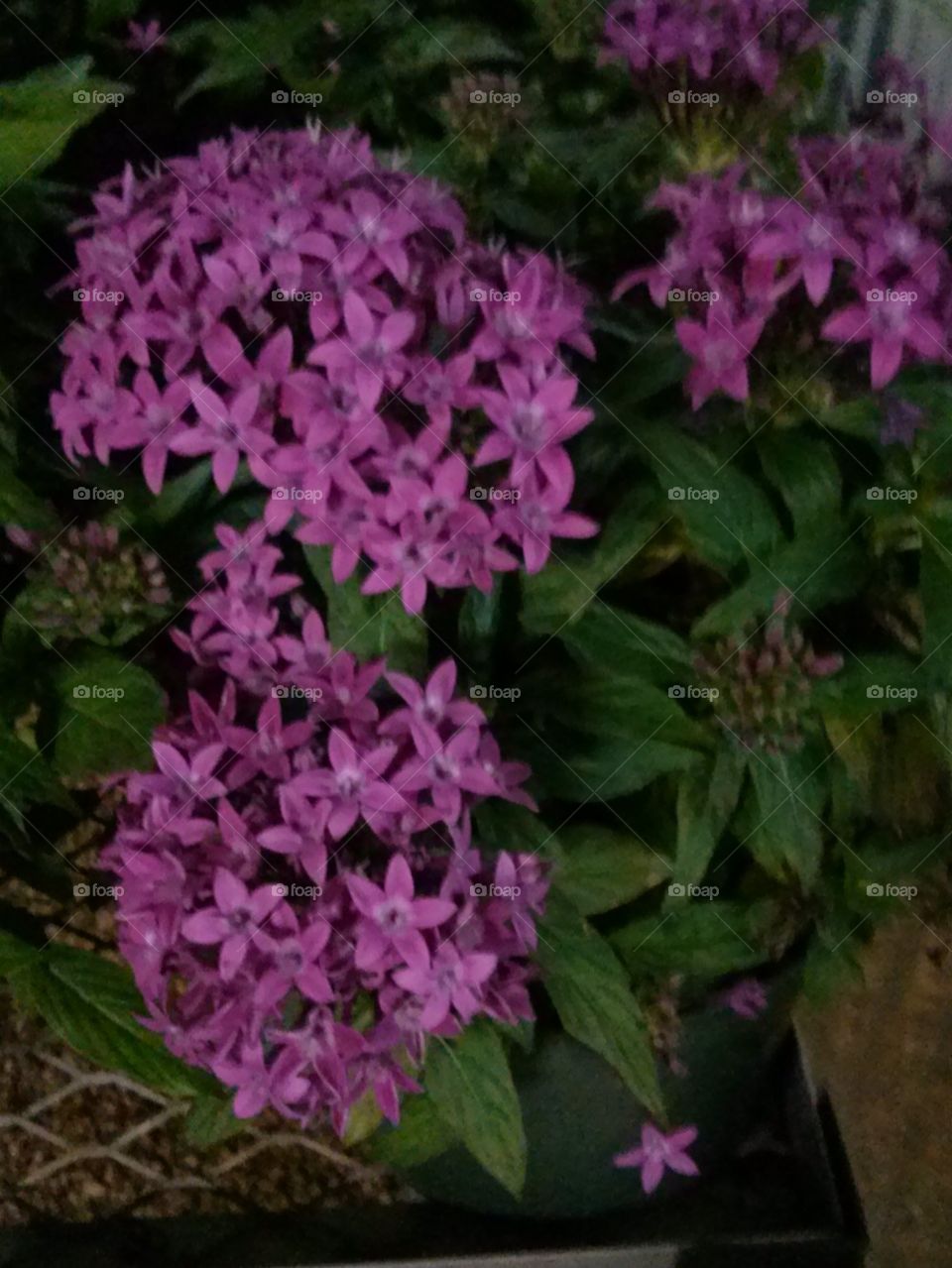 pentas 