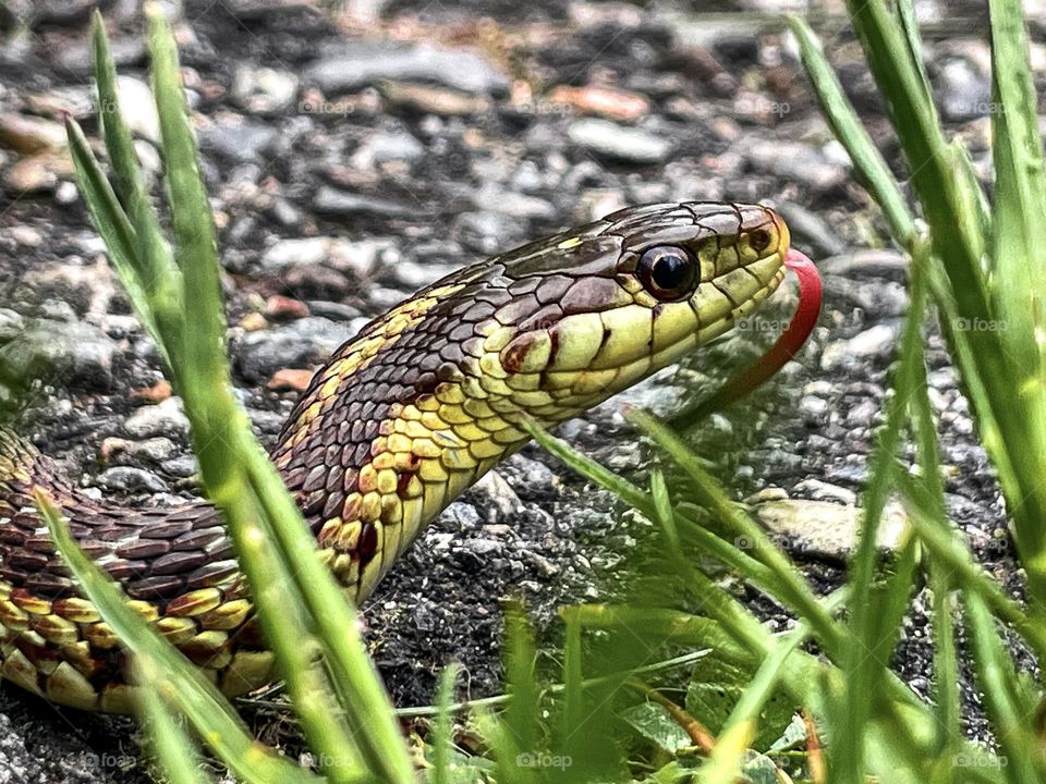 “Say Cheesssssssse!”  A garden snake poses for a portrait.