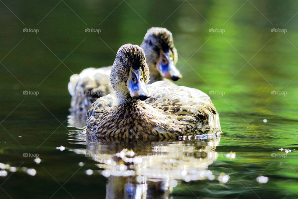 Pair of ducks closeup swiming
