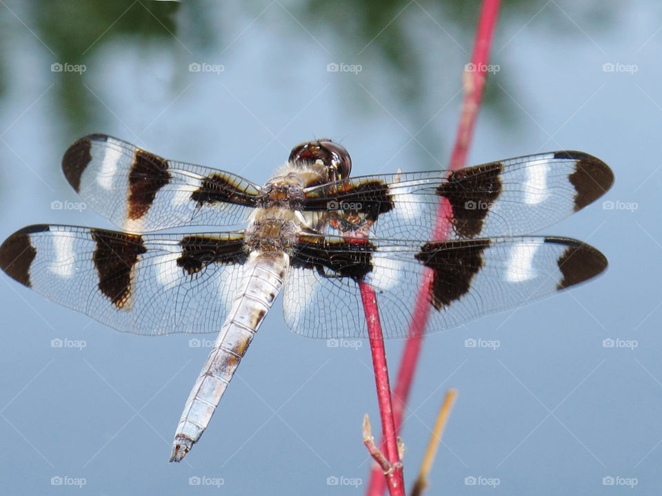 Insect, Nature, No Person, Dragonfly, Wildlife