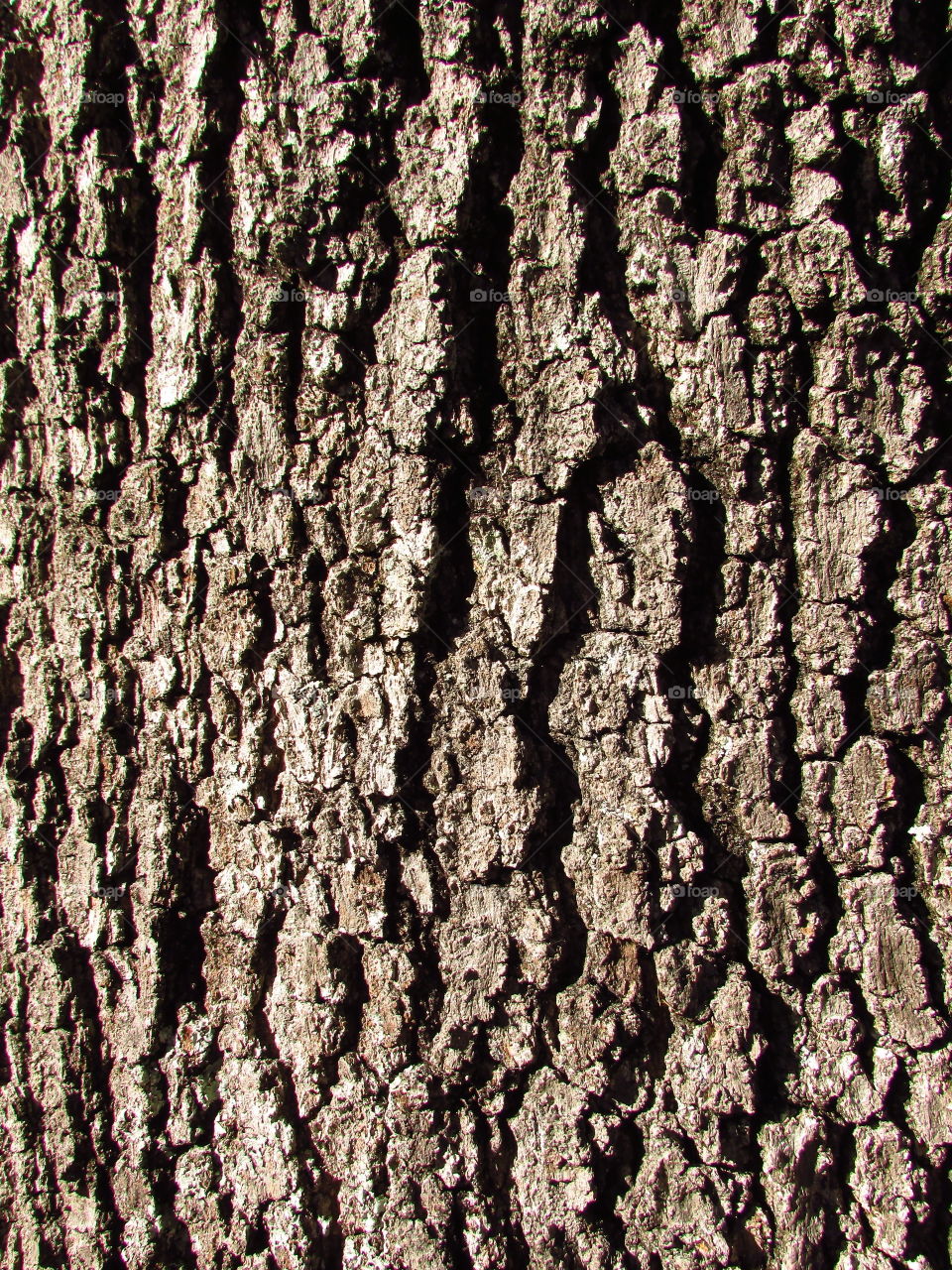 Up close shot of tree bark