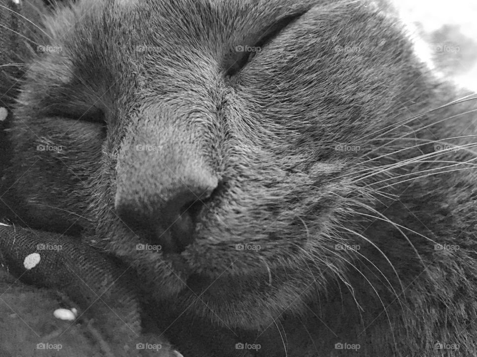 Bleu cat up close napping