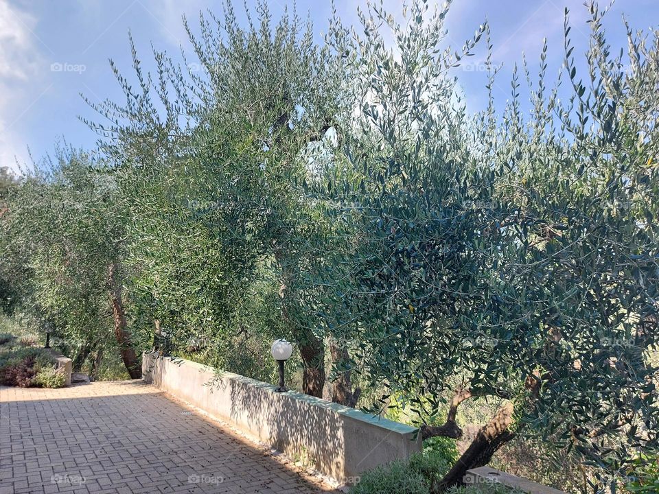 olive trees