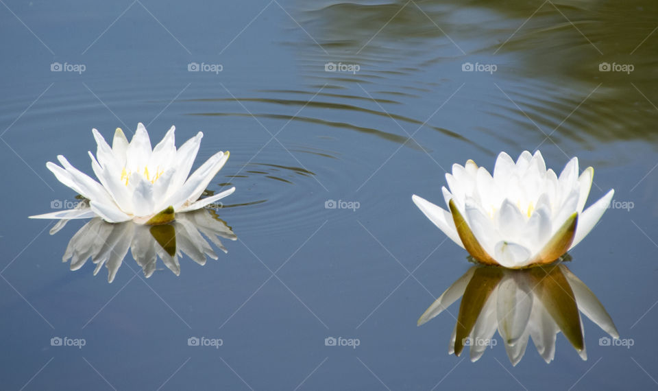 White Water Lillies Flowers On A Pond
