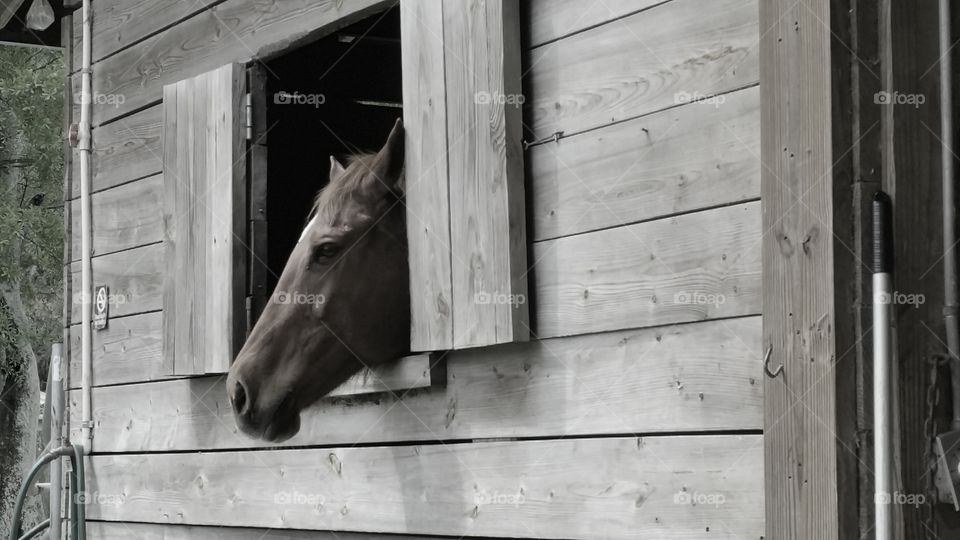 Black & White photo of a horse looking out the barn window to see what's going on