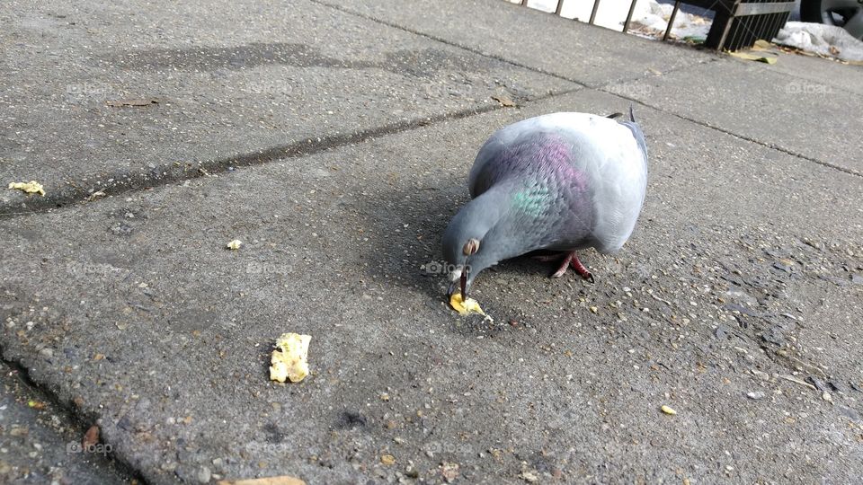 Pigeon eating, bird, sidewalk, outdoors