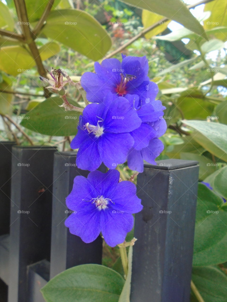 NATURE, ENVIRONMENT, TREES, PLANT.