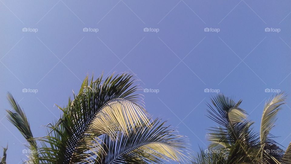 coconut tree and a wonderful blue sky