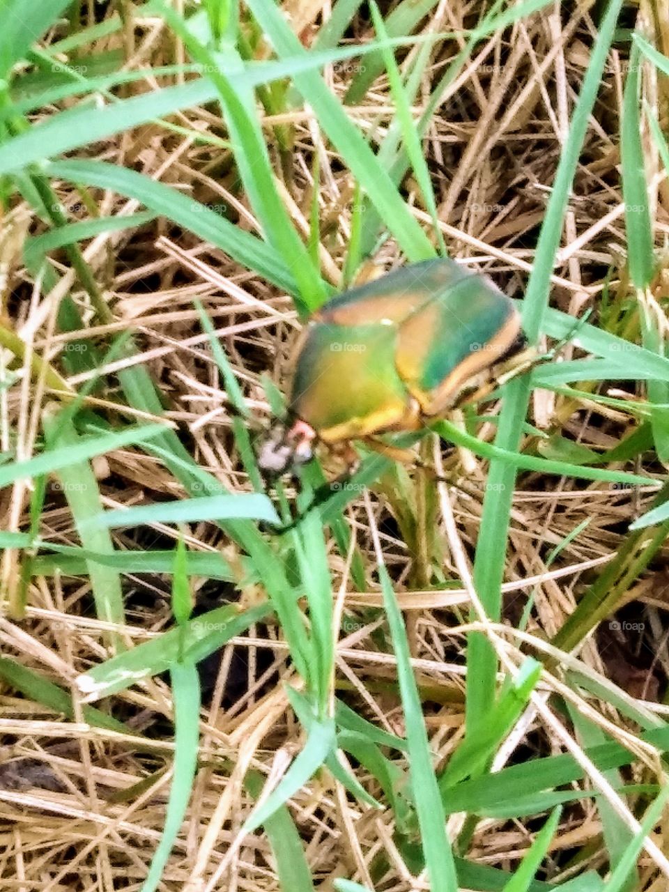 Green June Beetle