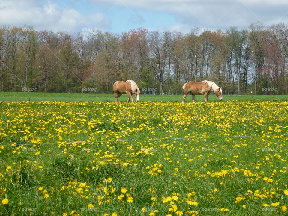 Hayfield, Rural, Grass, Field, Landscape