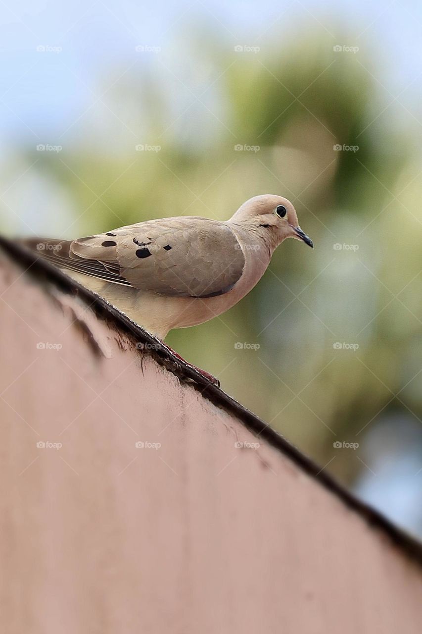 Mourning dove perched on the edge of a roof with green trees in the background 