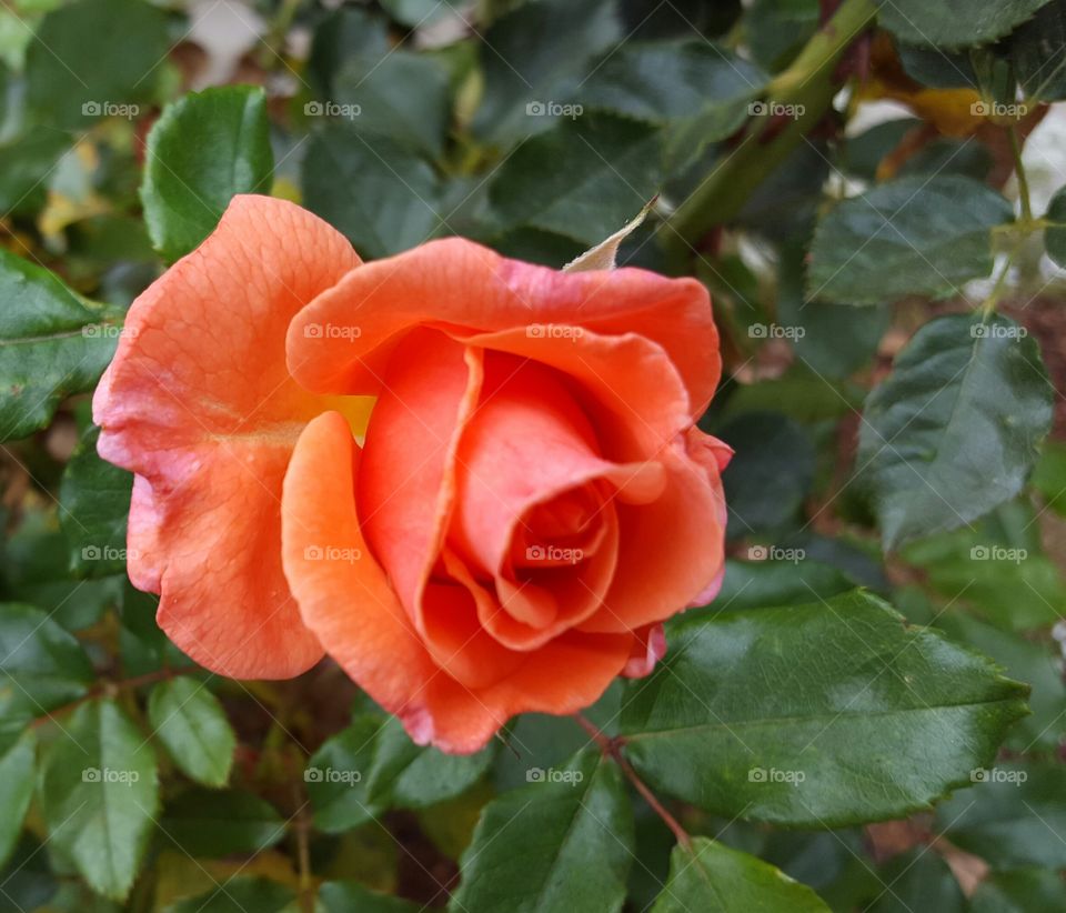 Coral rose