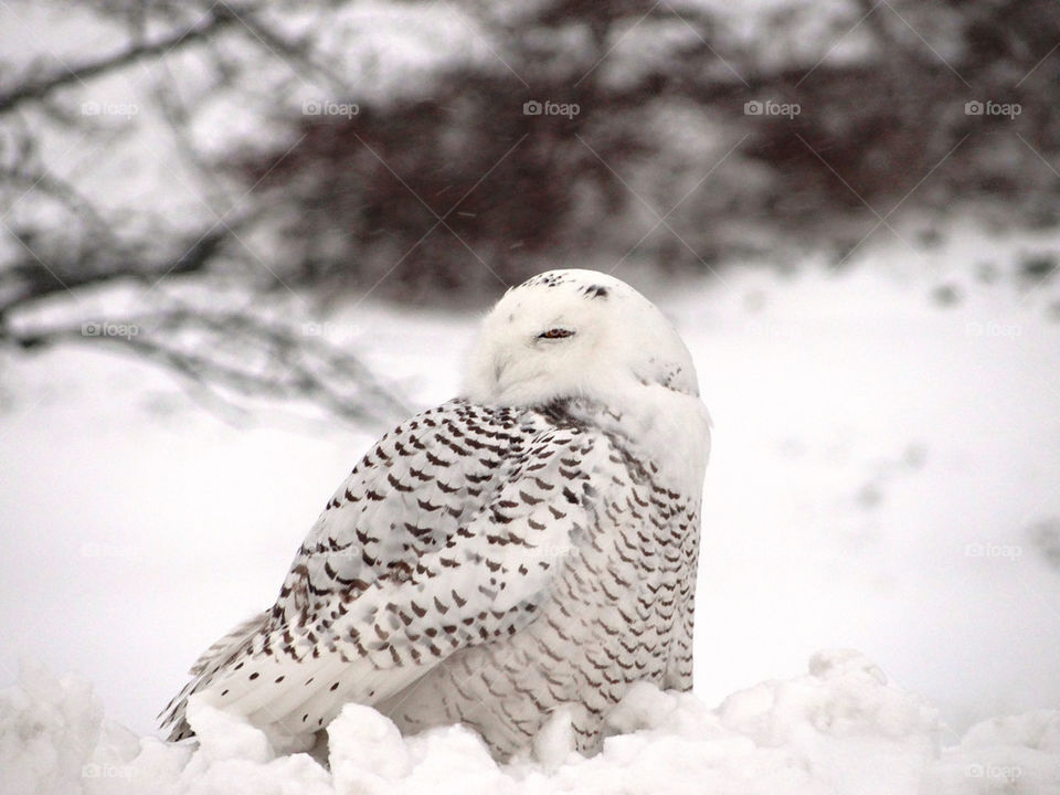 watchful snowy owl