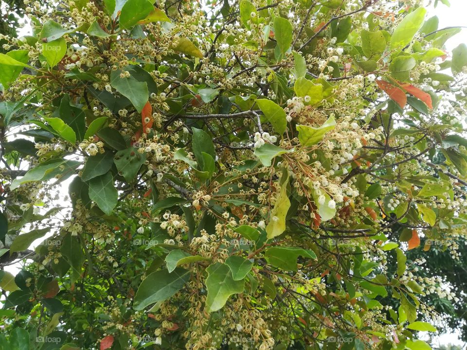 Sri Lankan olive flower