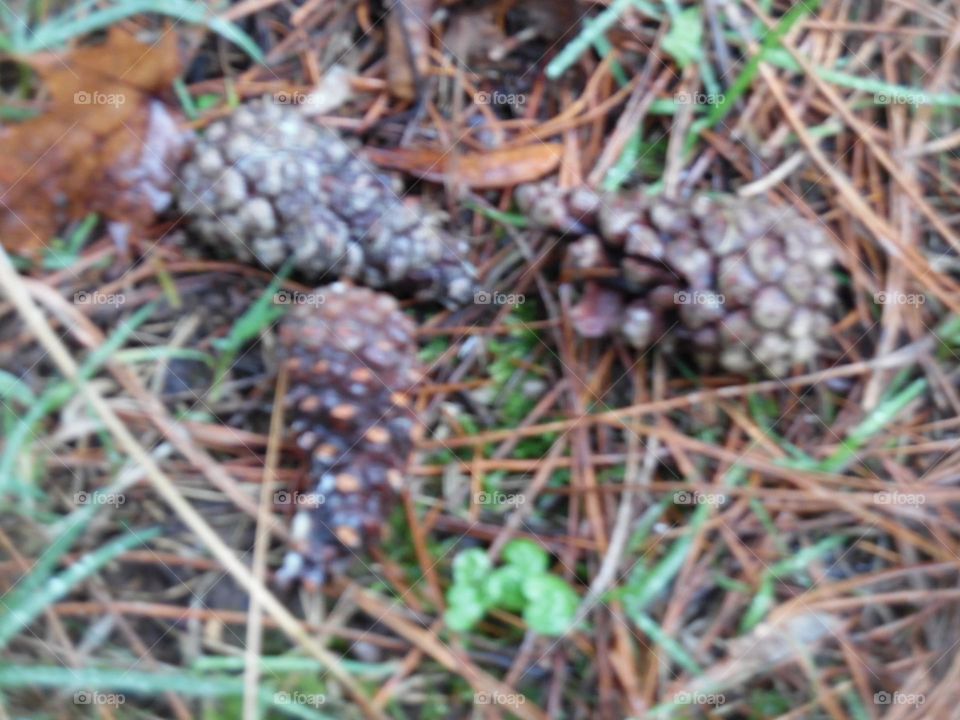 Parc de Mariemont , la Louvière