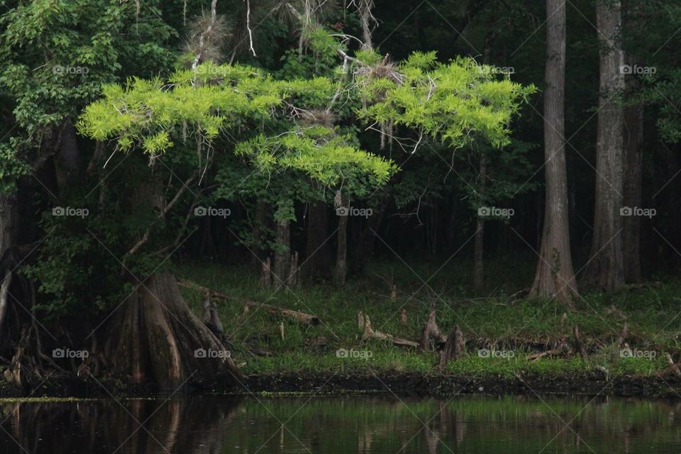 Water, Wood, Tree, Nature, Landscape