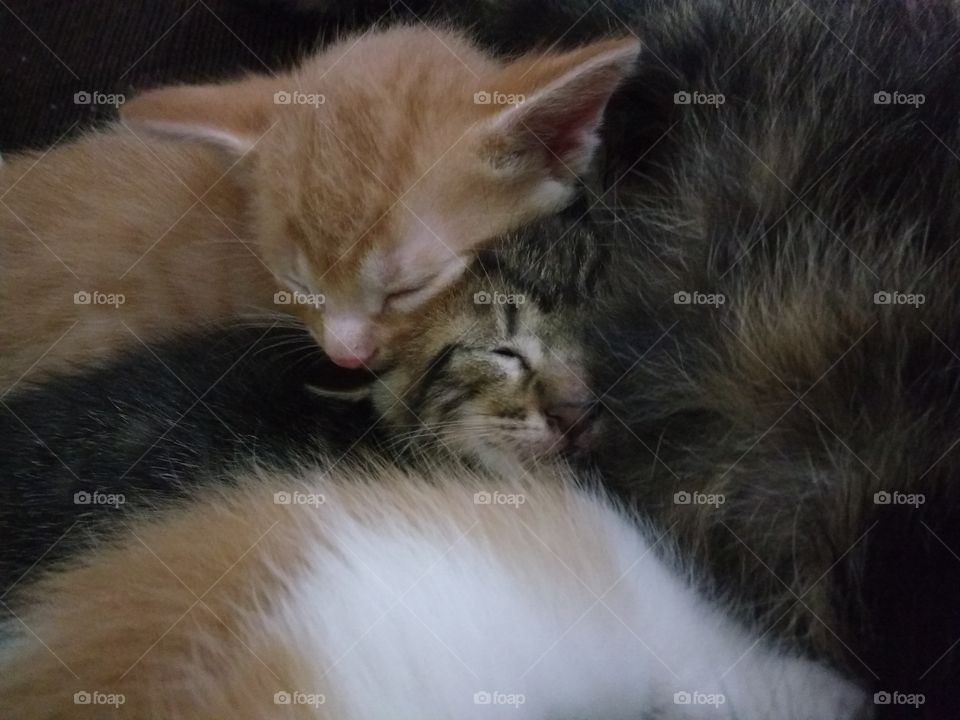 gatinhos dormindo