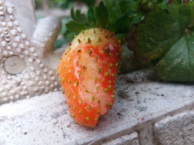 strawberry