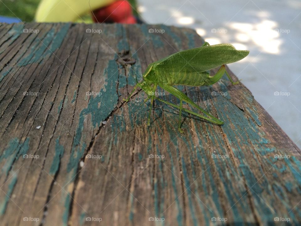 Leaf bug
