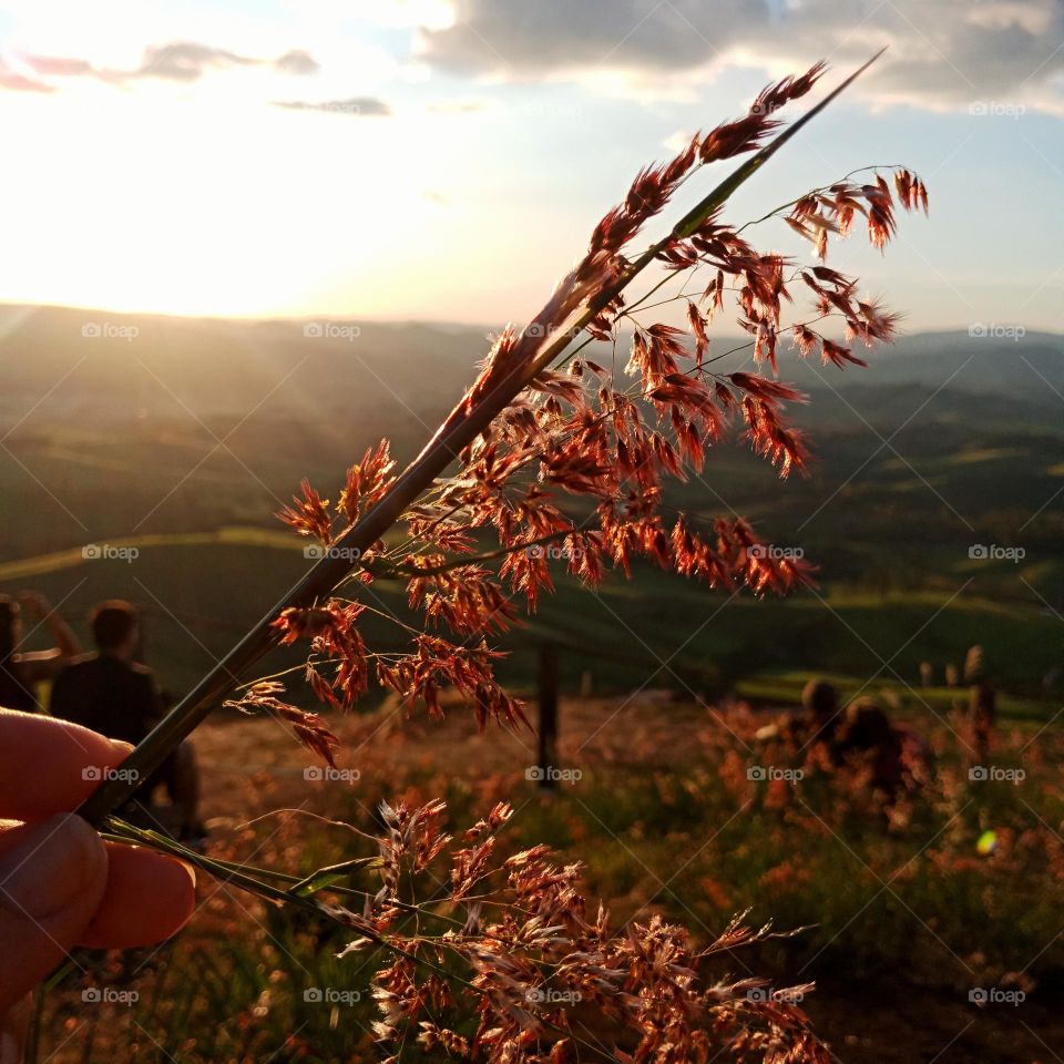 Red Natal grass, at sunset time in a high mountain