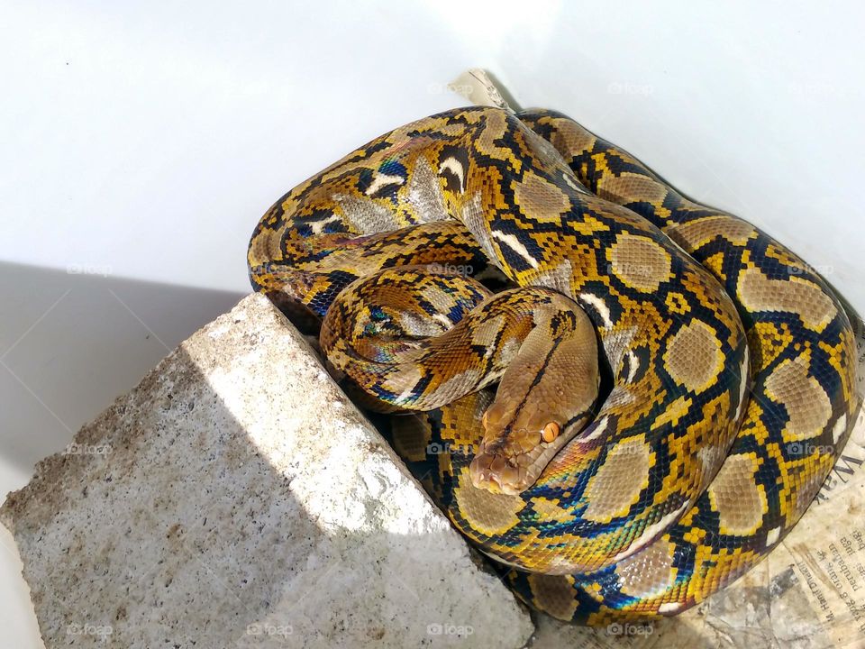 a reticulatus python snake